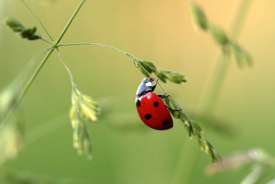 Hình minh họa từ Insect - Côn trùng