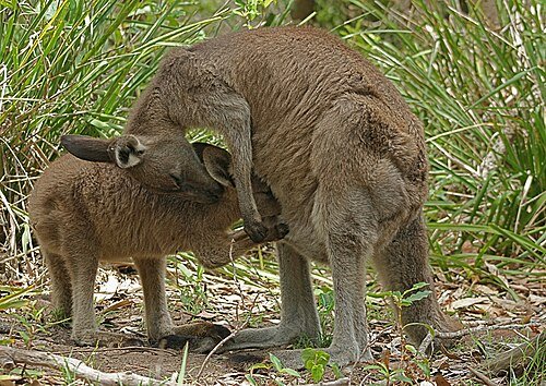 Hình minh họa từ Kangaroo - Chuột túi