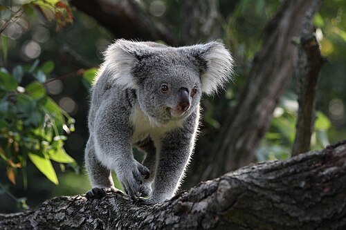 Hình minh họa từ Koala - Gấu túi koala