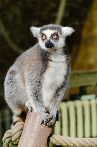 Hình minh họa từ lemur - vượn cáo lemur
