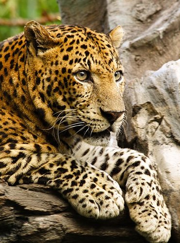 Hình minh họa từ Leopard - Báo hoa mai