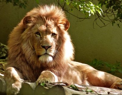 Hình minh họa từ Lion - Sư tử