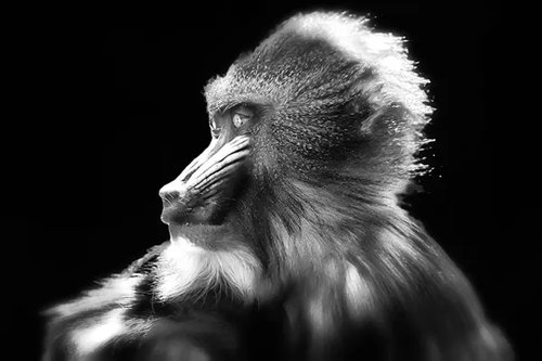 Hình minh họa từ mandrill - khỉ mặt chó mandrill