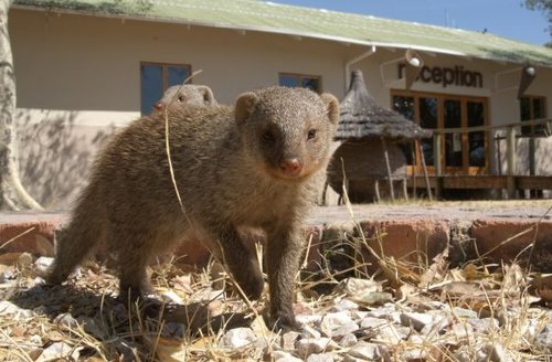 Hình minh họa từ mongoose - cầy mangut