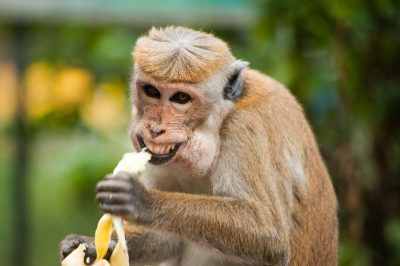 Hình minh họa từ Monkey - Con khỉ