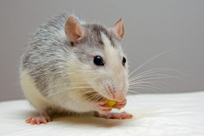 Hình minh họa từ Mouse - Con chuột