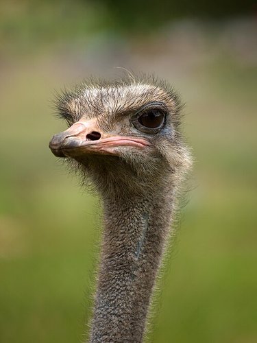 Hình minh họa từ Ostrich - Đà điểu châu Phi