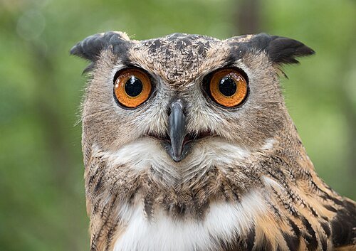 Hình minh họa từ Owl - Con cú