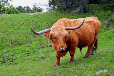 Hình minh họa từ Ox - Con bò đực
