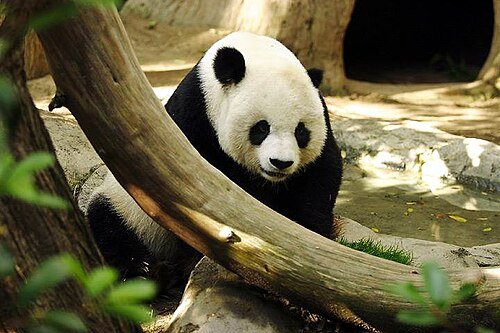 Hình minh họa từ Panda - Gấu trúc khổng lồ