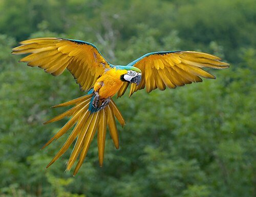 Hình minh họa từ Parrot - Con vẹt