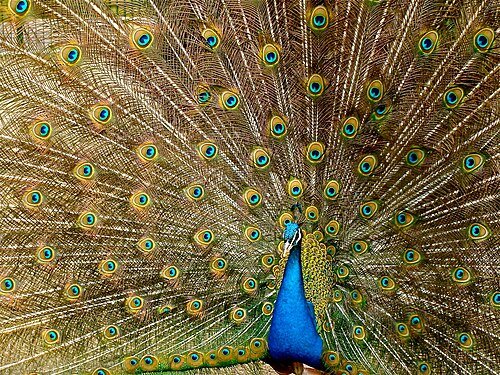 Hình minh họa từ Peacock - Chim công trống