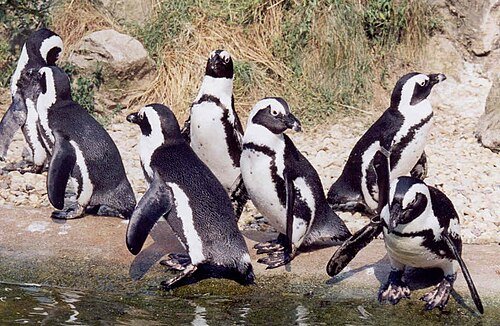 Hình minh họa từ Penguin - Chim cánh cụt