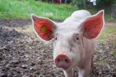 Imagen de Pig - Cerdo