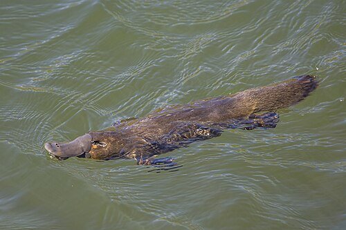 Hình minh họa từ platypus - thú mỏ vịt