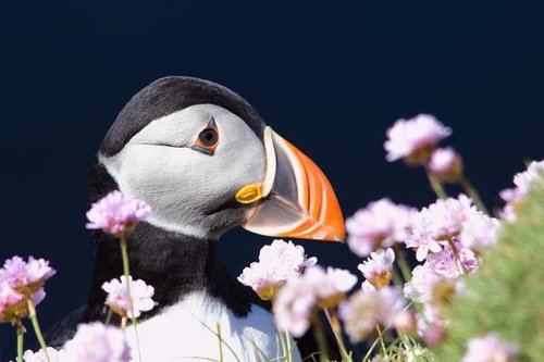 Hình minh họa từ puffin - hải âu rụt cổ puffin