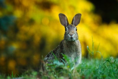 Hình minh họa từ Rabbit - Con thỏ