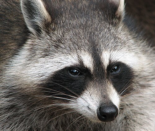 Hình minh họa từ Raccoon - Gấu mèo