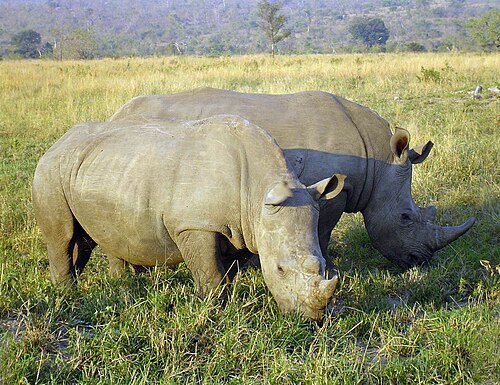 Hình minh họa từ Rhinoceros - Tê giác