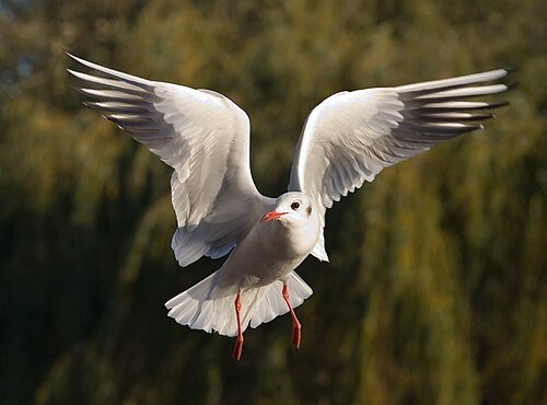 Hình minh họa từ Seagull - Chim mòng biển, hải âu