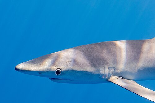 Hình minh họa từ Shark - Cá mập