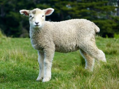 Hình minh họa từ Sheep - Con cừu