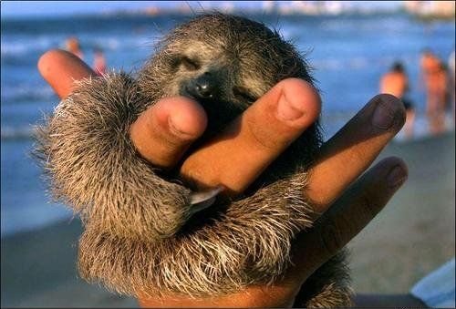 Hình minh họa từ Sloth - Con lười (loài thú di chuyển chậm)