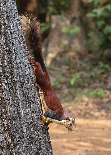 Hình minh họa từ Squirrel - Con sóc