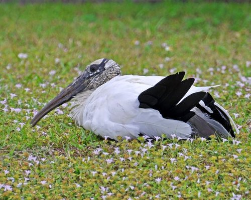 Hình minh họa từ stork - chim cò / chim hạc