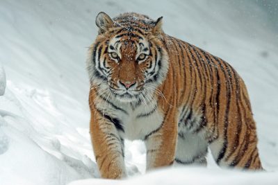 Hình minh họa từ Tiger - Con hổ
