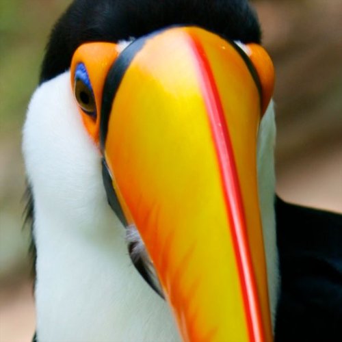 Hình minh họa từ toucan - chim bồ nông toucan