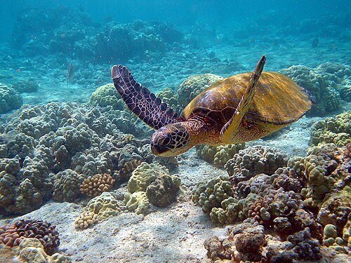 Hình minh họa từ Turtle - Con rùa