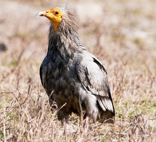 Hình minh họa từ Vulture - Kền kền