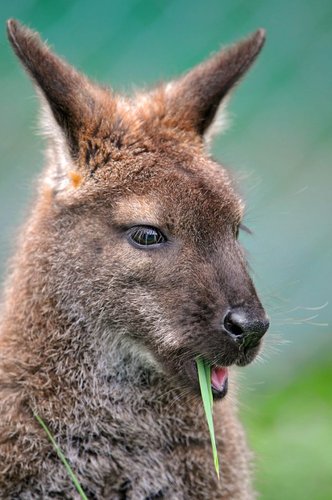 Hình minh họa từ wallaby - chuột túi wallaby