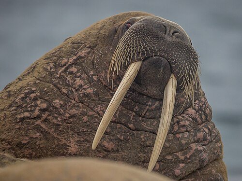 Hình minh họa từ Walrus - Hải mã, con đội biển