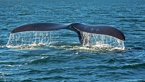 Hình minh họa từ Whale - Cá voi