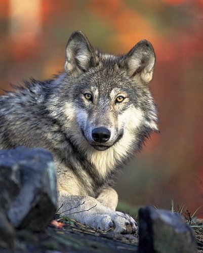 Hình minh họa từ Wolf - Chó sói