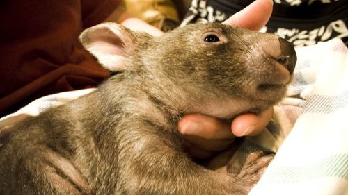 Hình minh họa từ wombat - gấu túi wombat