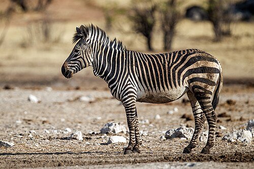 Hình minh họa từ Zebra - Ngựa vằn