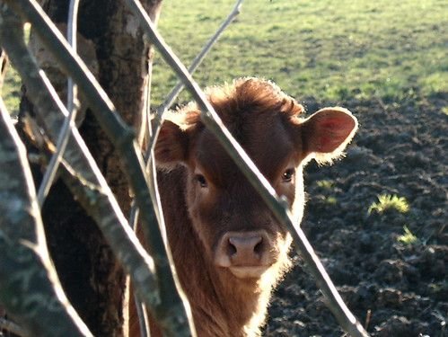 Hình minh họa từ calf - bắp chuối / bắp chân