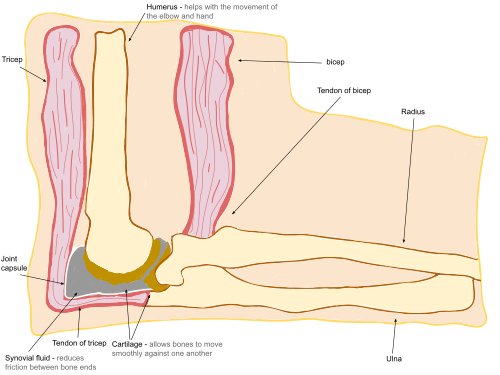 Hình minh họa từ elbow - khuỷu tay