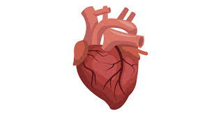 Hình minh họa từ Heart - Trái tim