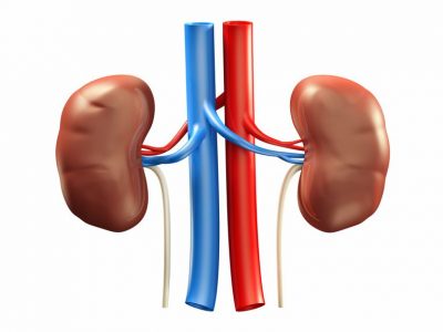 Imagen de Kidney - Riñón