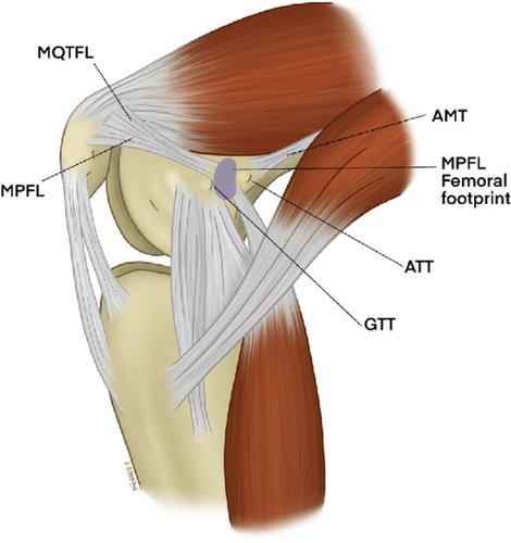 Hình minh họa từ knee - đầu gối