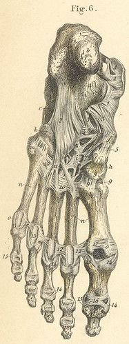 Hình minh họa từ ligament - dây chằng nối xương