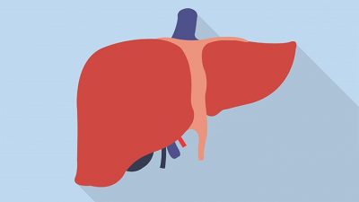 Hình minh họa từ Liver - Gan