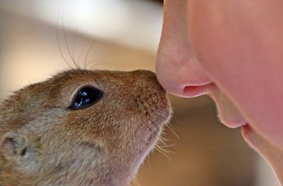 Hình minh họa từ Nose - Mũi