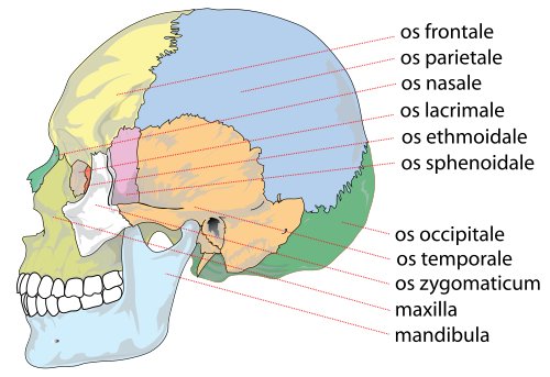 Hình minh họa từ skull - hộp sọ