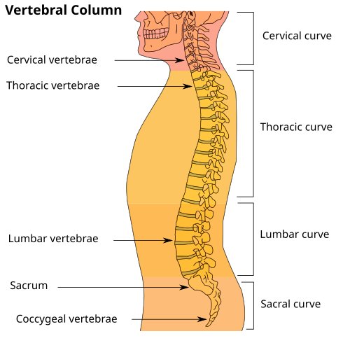 Hình minh họa từ spine - cột sống