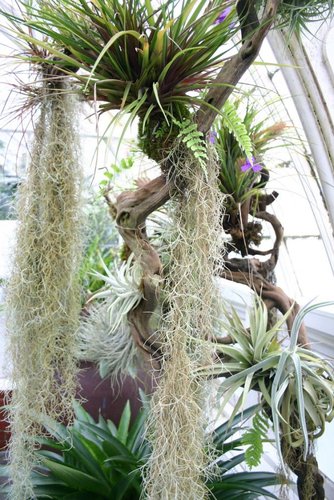 Hình minh họa từ conservatory - nhà kính trồng hoa cây cảnh